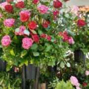 ヒメ日記 2025/09/12 12:28 投稿 安田チヨ 五十路マダム愛されたい熟女たち岡山店（カサブランカグループ）