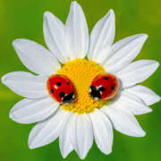 ヒメ日記 2025/09/04 11:54 投稿 高岡まさみ 五十路マダム愛されたい熟女たち岡山店（カサブランカグループ）