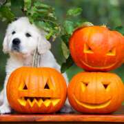 高岡まさみ こんにちは 五十路マダム愛されたい熟女たち岡山店（カサブランカグループ）