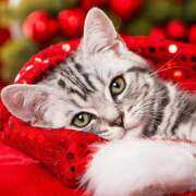 高岡まさみ こんにちは 五十路マダム愛されたい熟女たち岡山店（カサブランカグループ）