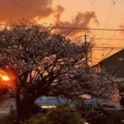 ヒメ日記 2025/04/21 11:58 投稿 名越早苗 五十路マダム愛されたい熟女たち岡山店（カサブランカグループ）