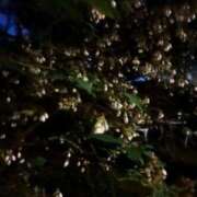 ヒメ日記 2025/04/21 23:06 投稿 名越早苗 五十路マダム愛されたい熟女たち岡山店（カサブランカグループ）