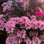 ヒメ日記 2025/04/25 09:28 投稿 名越早苗 五十路マダム愛されたい熟女たち岡山店（カサブランカグループ）