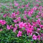 ヒメ日記 2025/05/20 23:48 投稿 名越早苗 五十路マダム愛されたい熟女たち岡山店（カサブランカグループ）