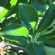 ヒメ日記 2025/09/21 09:02 投稿 名越早苗 五十路マダム愛されたい熟女たち岡山店（カサブランカグループ）