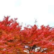 ヒメ日記 2025/11/15 13:10 投稿 名越早苗 五十路マダム愛されたい熟女たち岡山店（カサブランカグループ）