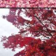 ヒメ日記 2025/11/18 13:34 投稿 名越早苗 五十路マダム愛されたい熟女たち岡山店（カサブランカグループ）