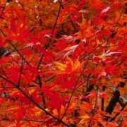 名越早苗 私だけでしょうか？ 五十路マダム愛されたい熟女たち岡山店（カサブランカグループ）