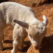 名越早苗 今日も1日お疲れ様でした 五十路マダム愛されたい熟女たち岡山店（カサブランカグループ）