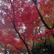 柏木 お知らせ おとなのわいせつ倶楽部 池袋店