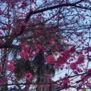 ヒメ日記 2025/02/25 20:46 投稿 かえで スイカ