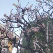 ヒメ日記 2025/03/15 09:07 投稿 かえで スイカ