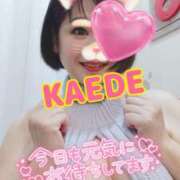 ヒメ日記 2025/04/19 14:19 投稿 かえで スイカ