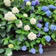 ヒメ日記 2025/06/10 12:53 投稿 かえで スイカ