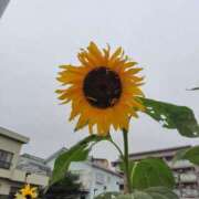 ヒメ日記 2025/10/21 21:33 投稿 かえで スイカ