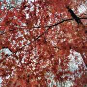 かえで ちょっとずつ スイカ