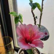 ヒメ日記 2026/02/03 16:34 投稿 かえで スイカ