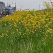 ヒメ日記 2026/03/22 19:45 投稿 かえで スイカ