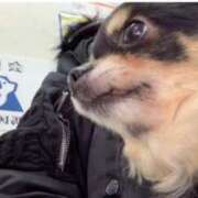 ヒメ日記 2025/01/14 11:28 投稿 新木りさこ プレジデントクラブ