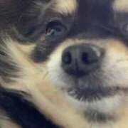 ヒメ日記 2025/02/09 08:46 投稿 新木りさこ プレジデントクラブ