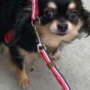 ヒメ日記 2025/03/17 02:42 投稿 新木りさこ プレジデントクラブ