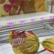 ヒメ日記 2025/04/08 00:47 投稿 新木りさこ プレジデントクラブ