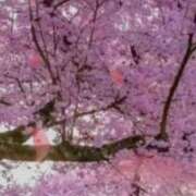 ヒメ日記 2025/04/11 23:50 投稿 新木りさこ プレジデントクラブ