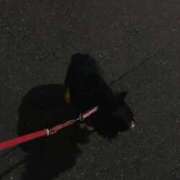 ヒメ日記 2025/04/13 02:50 投稿 新木りさこ プレジデントクラブ