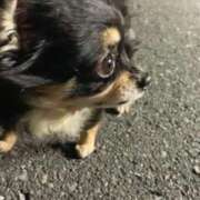 ヒメ日記 2025/05/14 01:13 投稿 新木りさこ プレジデントクラブ