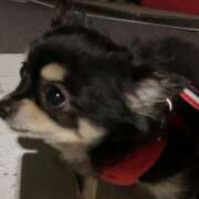 ヒメ日記 2025/06/12 10:21 投稿 新木りさこ プレジデントクラブ