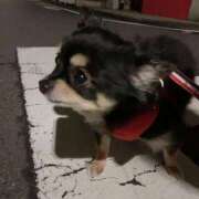 ヒメ日記 2025/06/22 19:33 投稿 新木りさこ プレジデントクラブ