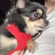 ヒメ日記 2025/06/29 22:09 投稿 新木りさこ プレジデントクラブ