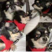 ヒメ日記 2025/07/04 09:18 投稿 新木りさこ プレジデントクラブ