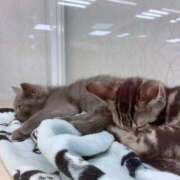 ヒメ日記 2025/08/18 13:22 投稿 新木りさこ プレジデントクラブ