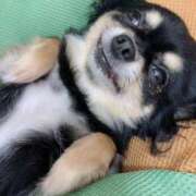 ヒメ日記 2025/09/20 14:57 投稿 新木りさこ プレジデントクラブ