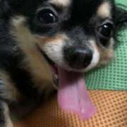 ヒメ日記 2025/10/27 12:26 投稿 新木りさこ プレジデントクラブ