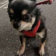 ヒメ日記 2026/04/08 23:11 投稿 新木りさこ プレジデントクラブ