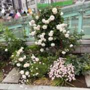 ヒメ日記 2025/05/19 10:46 投稿 麻生 MCロイヤル