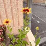 ヒメ日記 2025/06/28 11:36 投稿 麻生 MCロイヤル