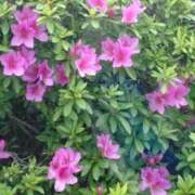 ヒメ日記 2025/06/15 17:28 投稿 藤代まひろ 五十路マダム 浜松店(カサブランカグループ)