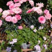 ヒメ日記 2025/08/18 13:18 投稿 藤代まひろ 五十路マダム 浜松店(カサブランカグループ)