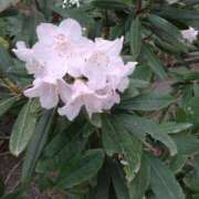 ヒメ日記 2025/08/30 14:06 投稿 藤代まひろ 五十路マダム 浜松店(カサブランカグループ)