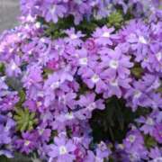 ヒメ日記 2026/05/01 18:58 投稿 藤代まひろ 五十路マダム 浜松店(カサブランカグループ)