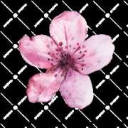 ヒメ日記 2025/03/29 12:28 投稿 木田裕恵 五十路マダム愛されたい熟女たち岡山店（カサブランカグループ）