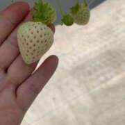 ヒメ日記 2025/03/03 13:11 投稿 藤原 BBW横浜店