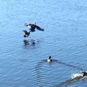 ヒメ日記 2025/01/24 20:06 投稿 しおん 若妻淫乱倶楽部 古河店