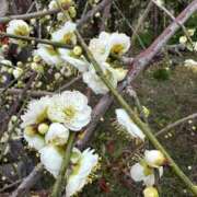 ヒメ日記 2025/03/22 20:36 投稿 はづき 京都の痴女鉄道