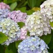 ヒメ日記 2025/07/28 23:06 投稿 はづき 京都の痴女鉄道