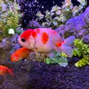 ヒメ日記 2025/08/16 00:19 投稿 はづき 京都の痴女鉄道