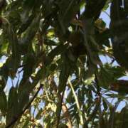 ヒメ日記 2026/01/23 22:46 投稿 はづき 京都の痴女鉄道